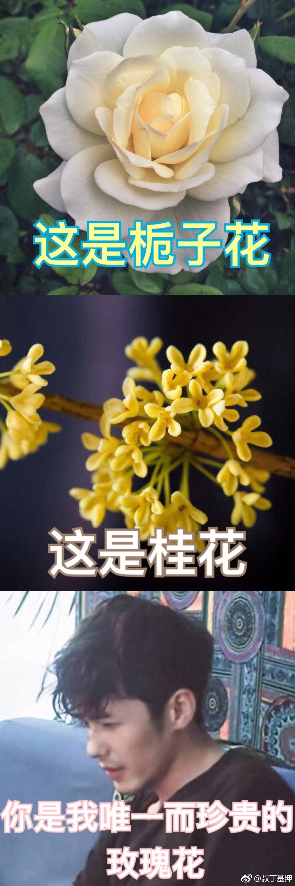 priest美句盘点:未经允许,擅自特别喜欢你,不好意思了