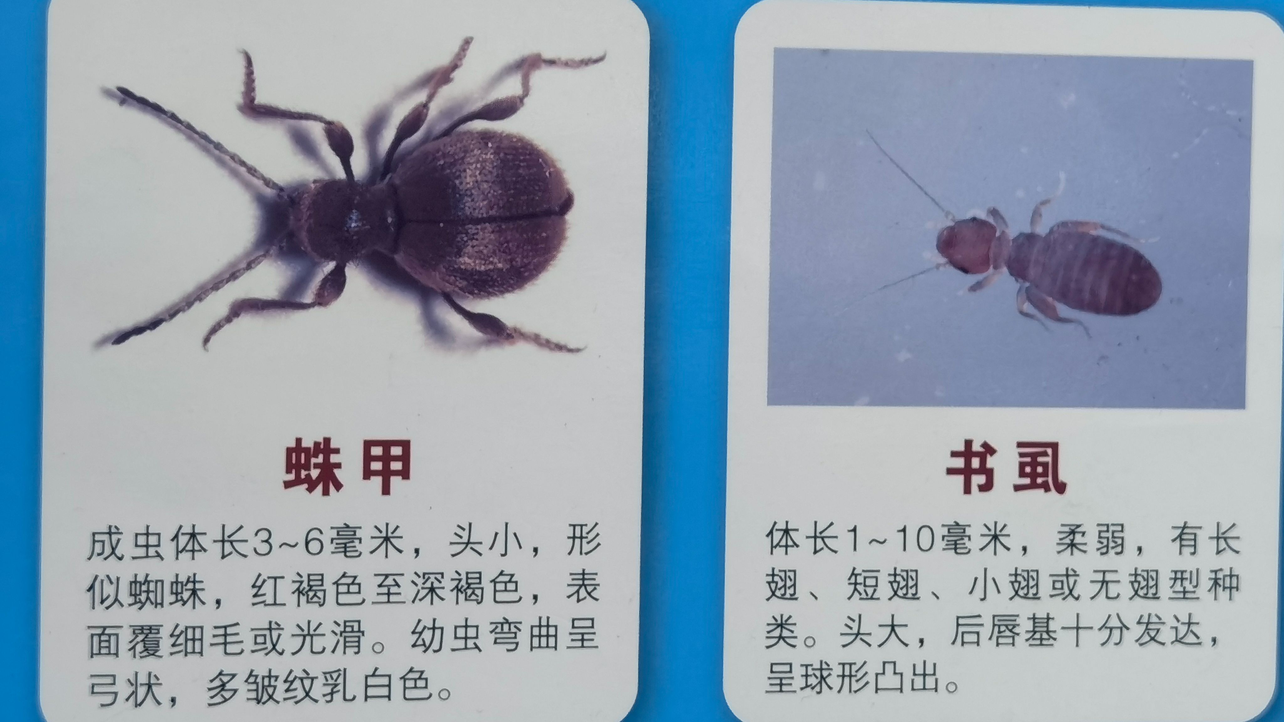 灭书虱用什么最有效,书虱怎么消灭干净? - 哔哩哔哩