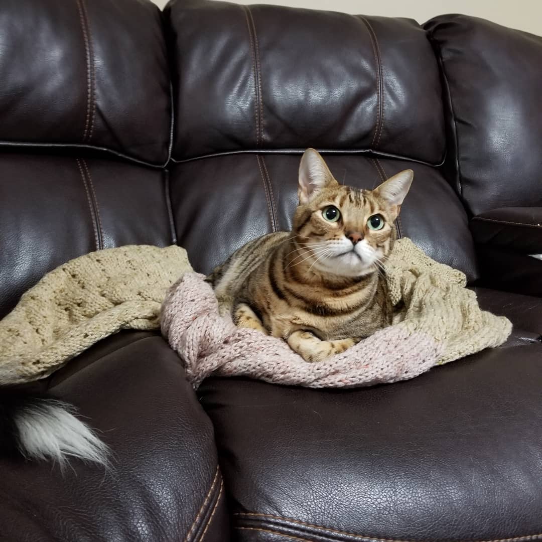 猫咪不听话打一顿就好了?猫不是人,就算教育也