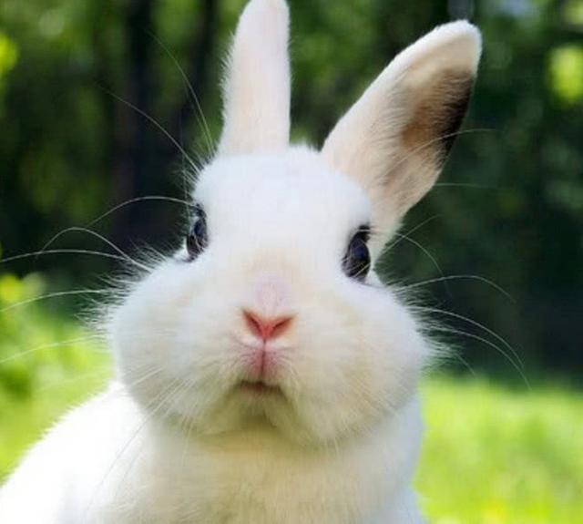 你,非常适合当宠物圈养,如今兔子已经成为我们生活中最常见的动物之一