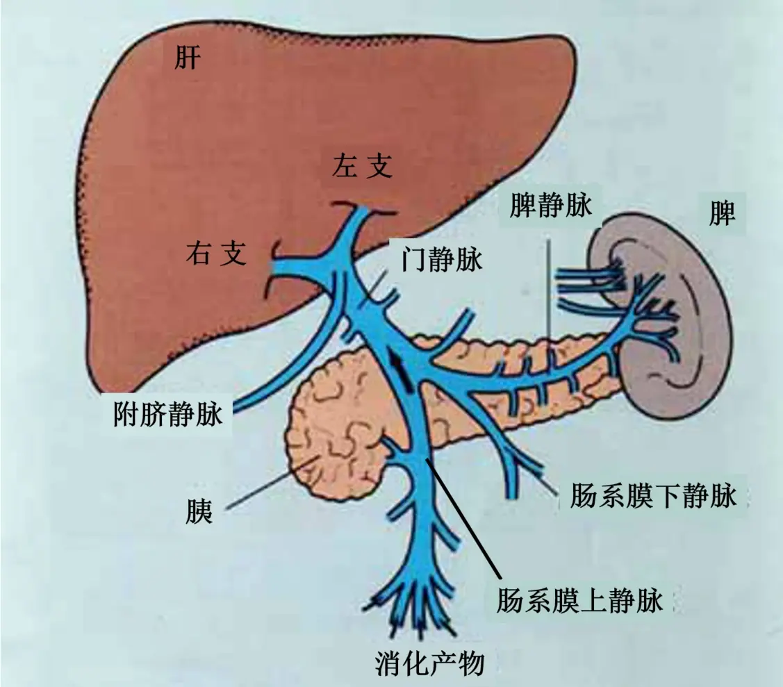 肝门静脉肝门静脉有七条属支,其中一条是附脐静脉.