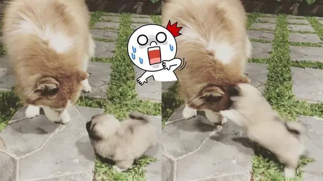 小型犬遇见大型犬 前者敢凶后者认怂 这其中是什么原因 哔哩哔哩