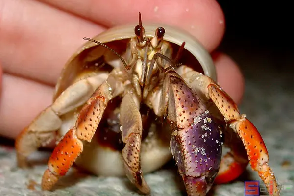 快过年了说一说我喜欢的节肢动物2甲壳亚门