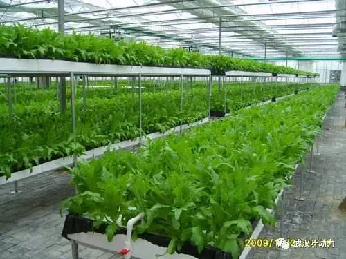 实战篇 学好无土栽培 想不赚钱都难 哔哩哔哩