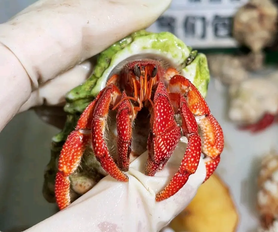 陆寄居蟹最简品种分辨12:草莓寄居蟹