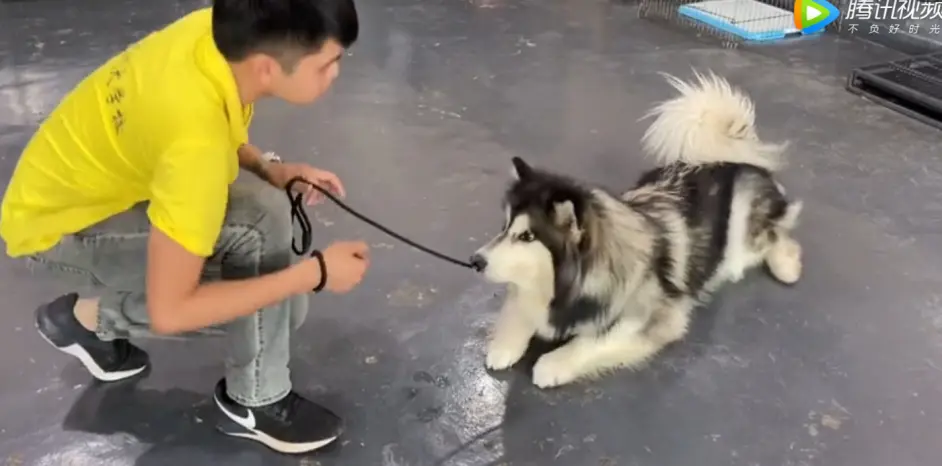 阿拉斯加乱叫怎么训练 哪里有训犬学校可以解决狗狗乱叫问题 哔哩哔哩