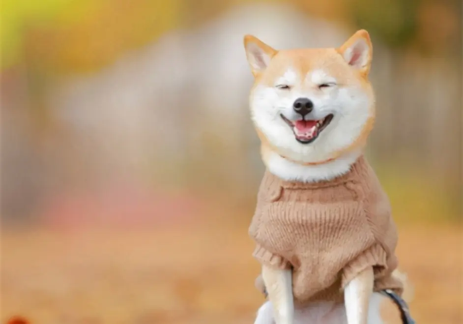 柴犬最大能长多大 受限狗令约束吗 哔哩哔哩