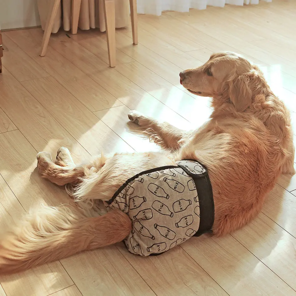金毛犬 生理期 该如何照顾 哔哩哔哩