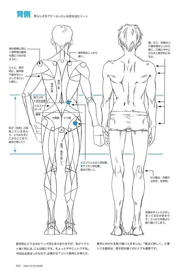 想画好男性人体 这些细节你必须要先理解 哔哩哔哩