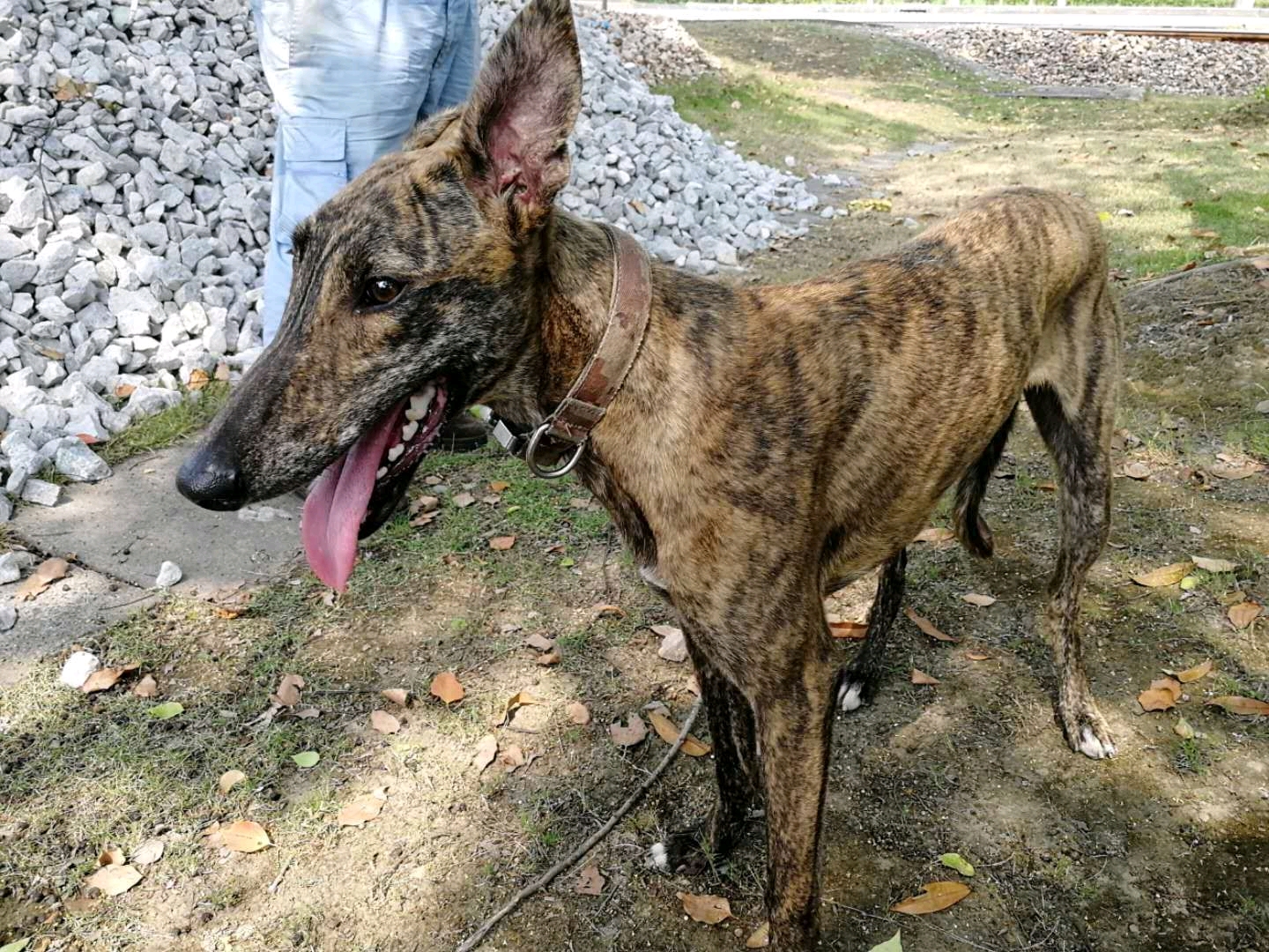 山東細犬作為以狩獵野兔等小動物為主的狩獵犬,已有兩千多年的悠久