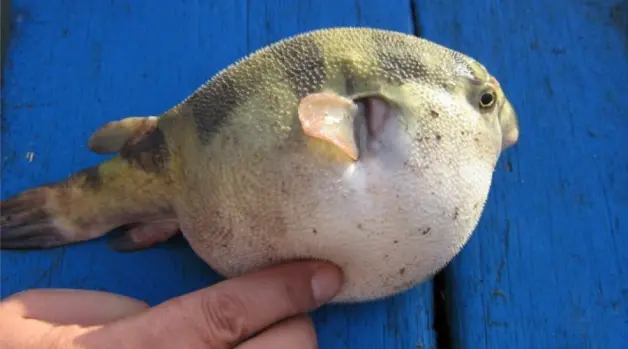 明明都是观赏鱼 凭什么汽水鱼就比别的宠物鱼更难伺候 哔哩哔哩