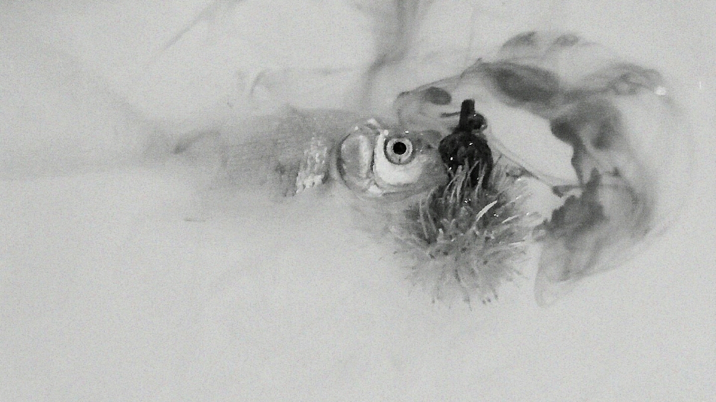 【呸】 哔哩哔哩