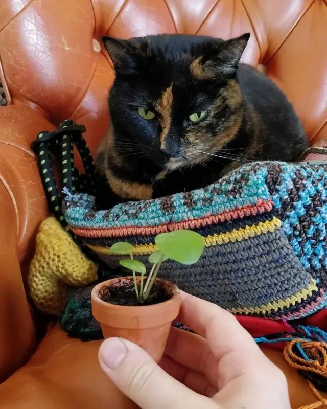 许多植物对猫咪而言都有剧毒,养猫请确保家里没有这些种类的花草- 哔哩哔哩