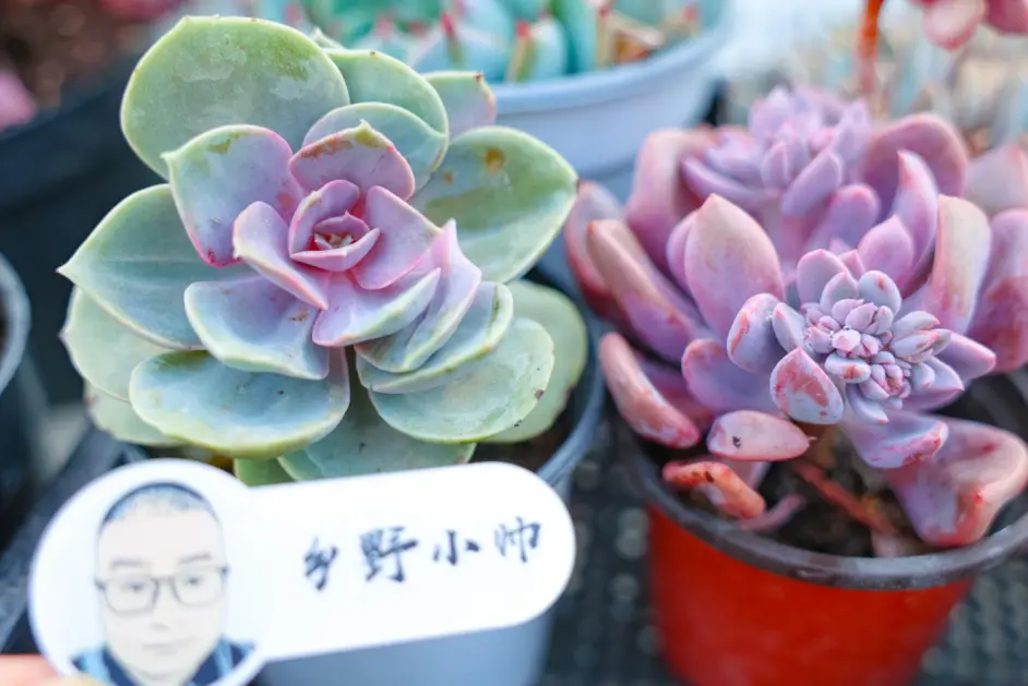 多肉施肥以后为什么会变绿 多肉怎么施肥 多肉施肥的注意事项 哔哩哔哩