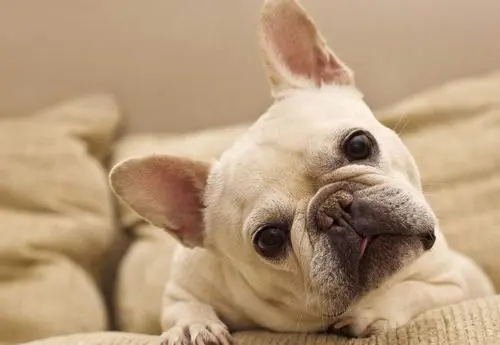 玻璃胃重症期 幼犬饮食大全 哔哩哔哩