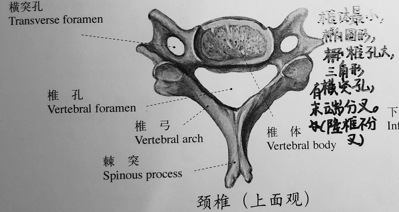 横突孔通过图片