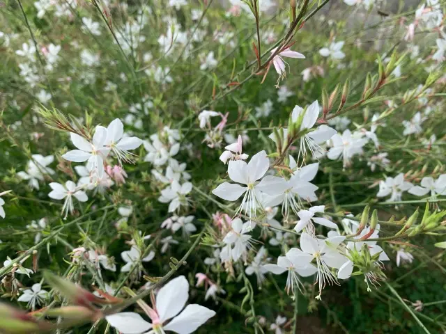 奇趣植物 山桃草 千鸟花 白蝶花 哔哩哔哩