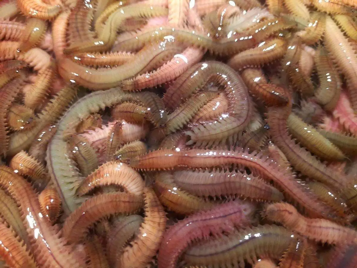 36奇味之海蜈蚣