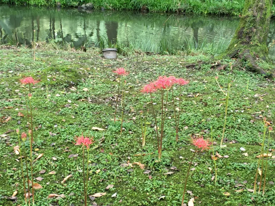 彼岸花的联想 深度解析 地狱少女 柴田一篇 哔哩哔哩