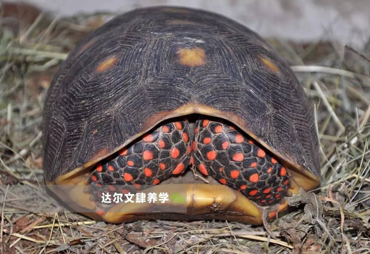 红腿陆龟 | 幸好被发现成了宠物,否则它们世代都是被食用的命运 - 哔哩哔哩