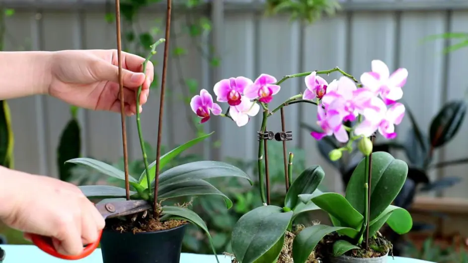 做对了这几件事 蝴蝶兰能养100年 哔哩哔哩