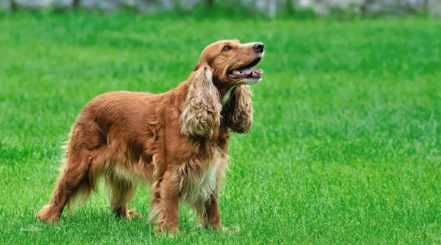 英国小型犬种图片