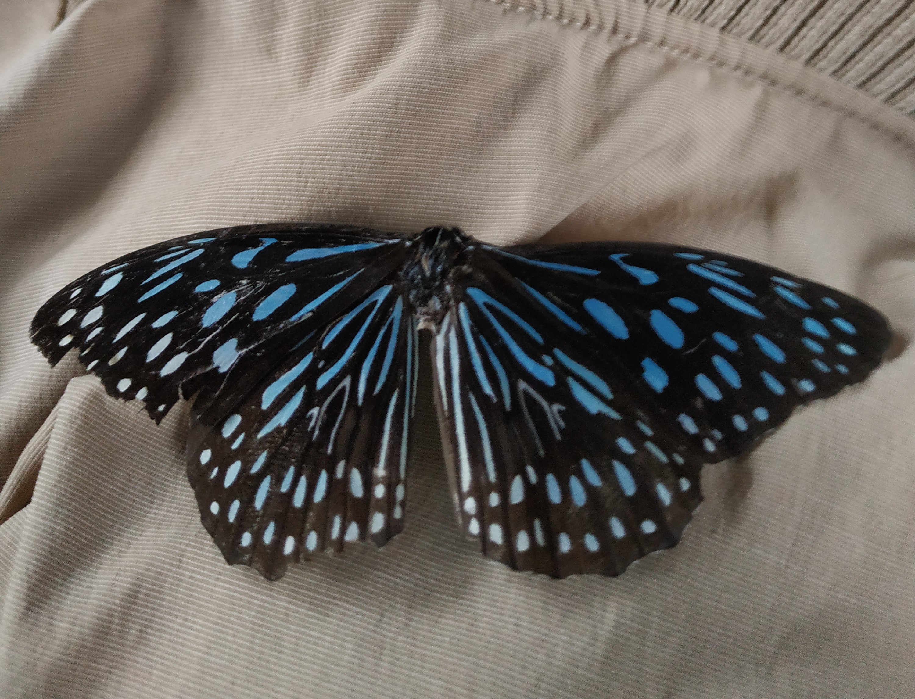 中国地区昆虫纲分类简介