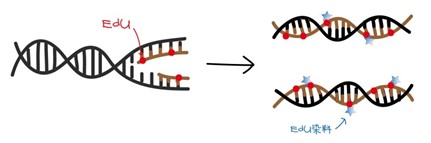 细胞功能实验那些事∣细胞增殖及检测方法 - 哔哩哔哩