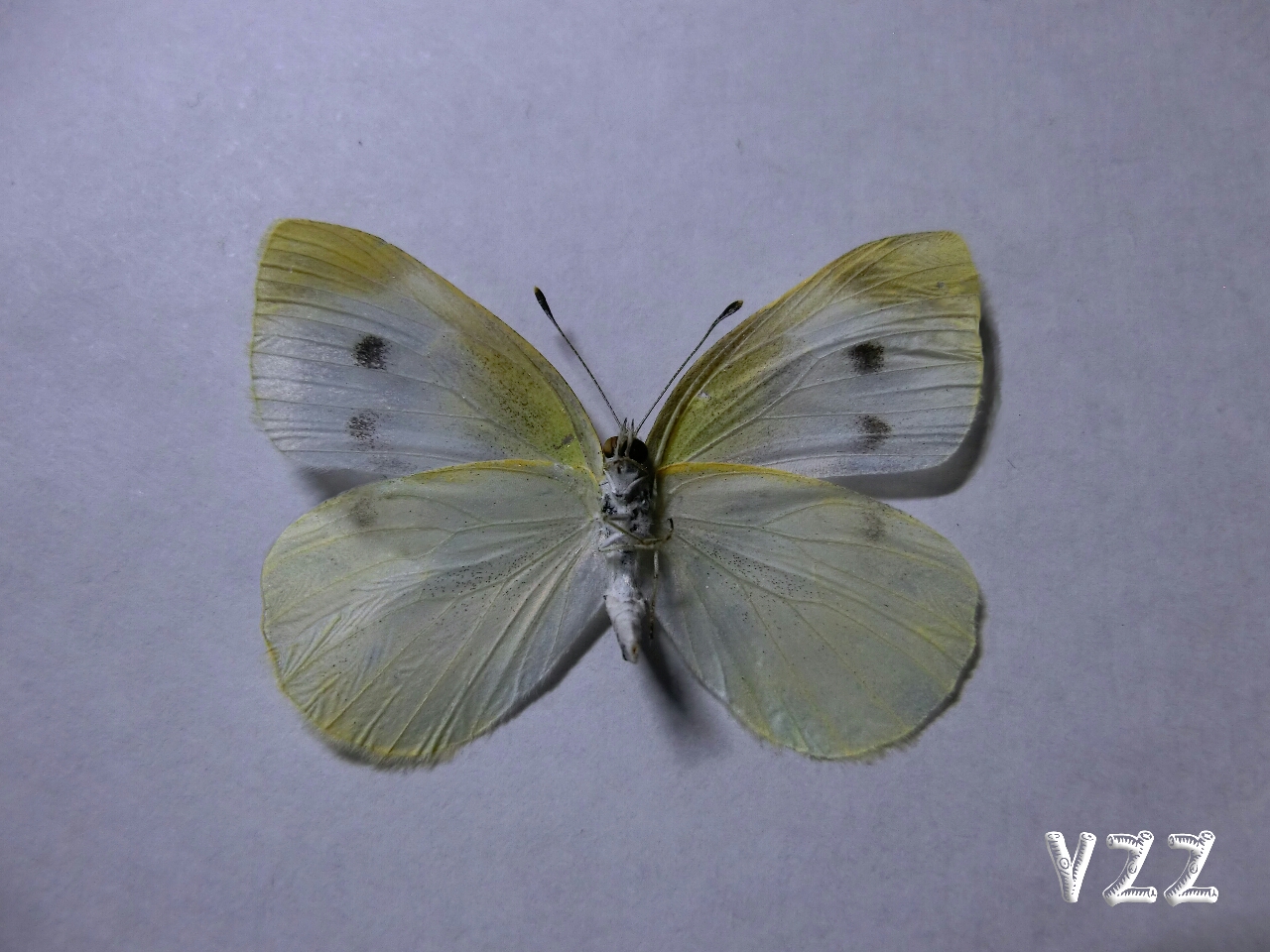 【VZZ】Pieris rapae (Linnaeus, 1758) 菜粉蝶