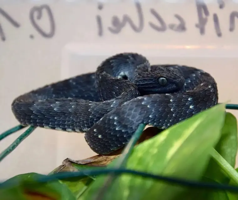 身披星辰大海 从银河里走出来的网红小蛇竟然要10万元 打扰了 哔哩哔哩