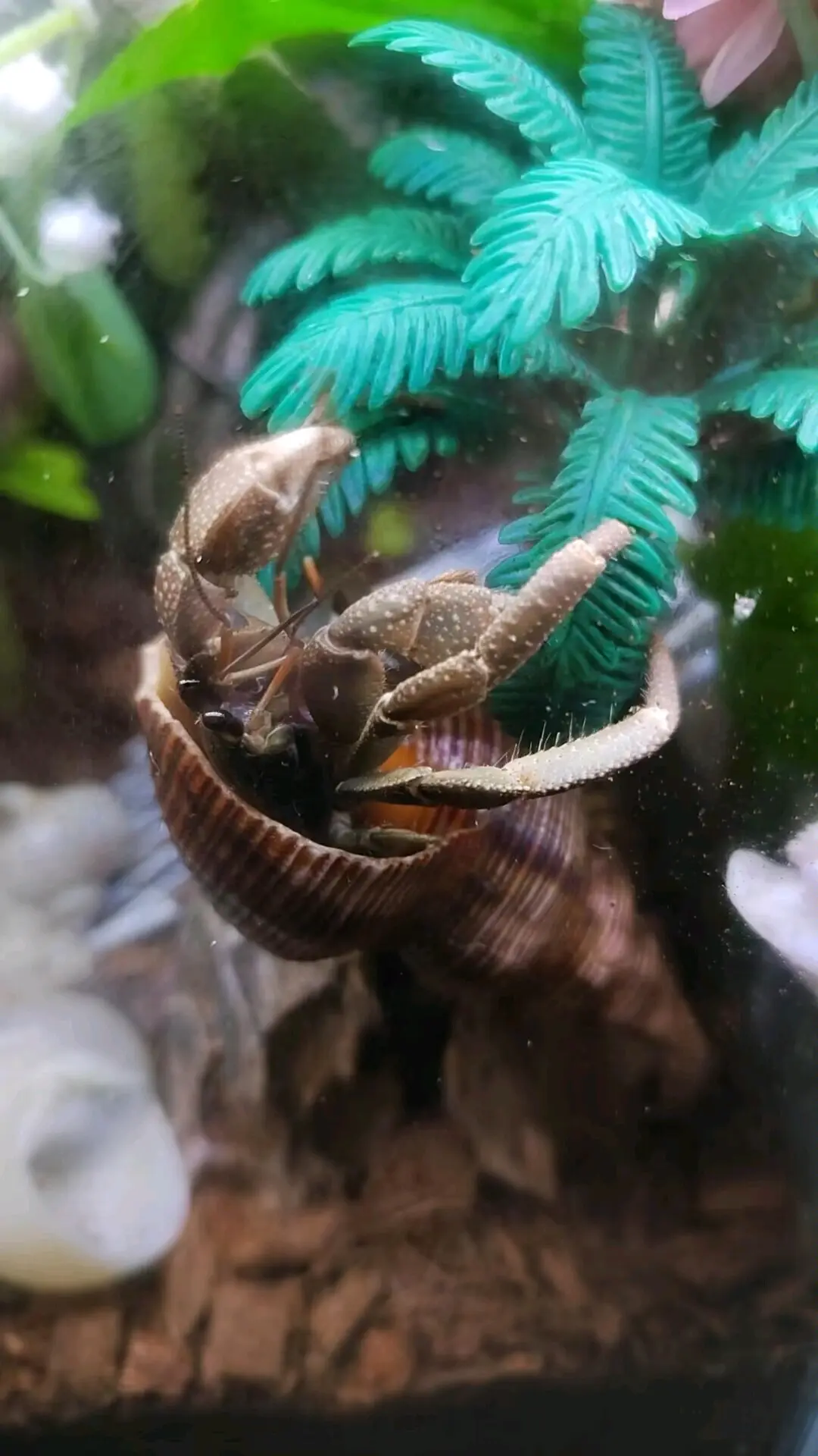 陆寄居蟹最简品种分辨11:凹足寄居蟹 - 哔哩哔哩