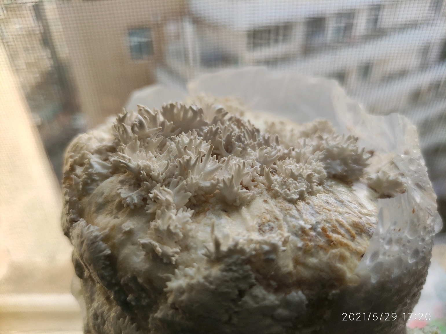 种蘑菇-蘑菇的一生