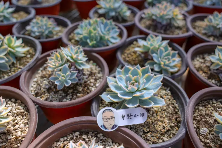 多肉配土第一课 小帅详细介绍多肉土的作用与特点 一起听听吧 哔哩哔哩