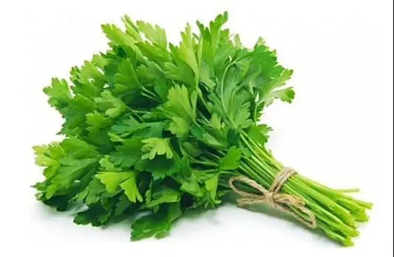 厨房小知识 认识食材 欧芹 哔哩哔哩