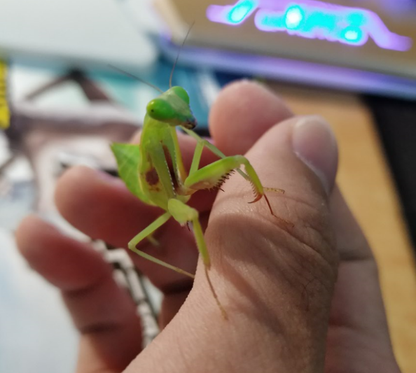 【如何养一只螳螂作为宠物?】