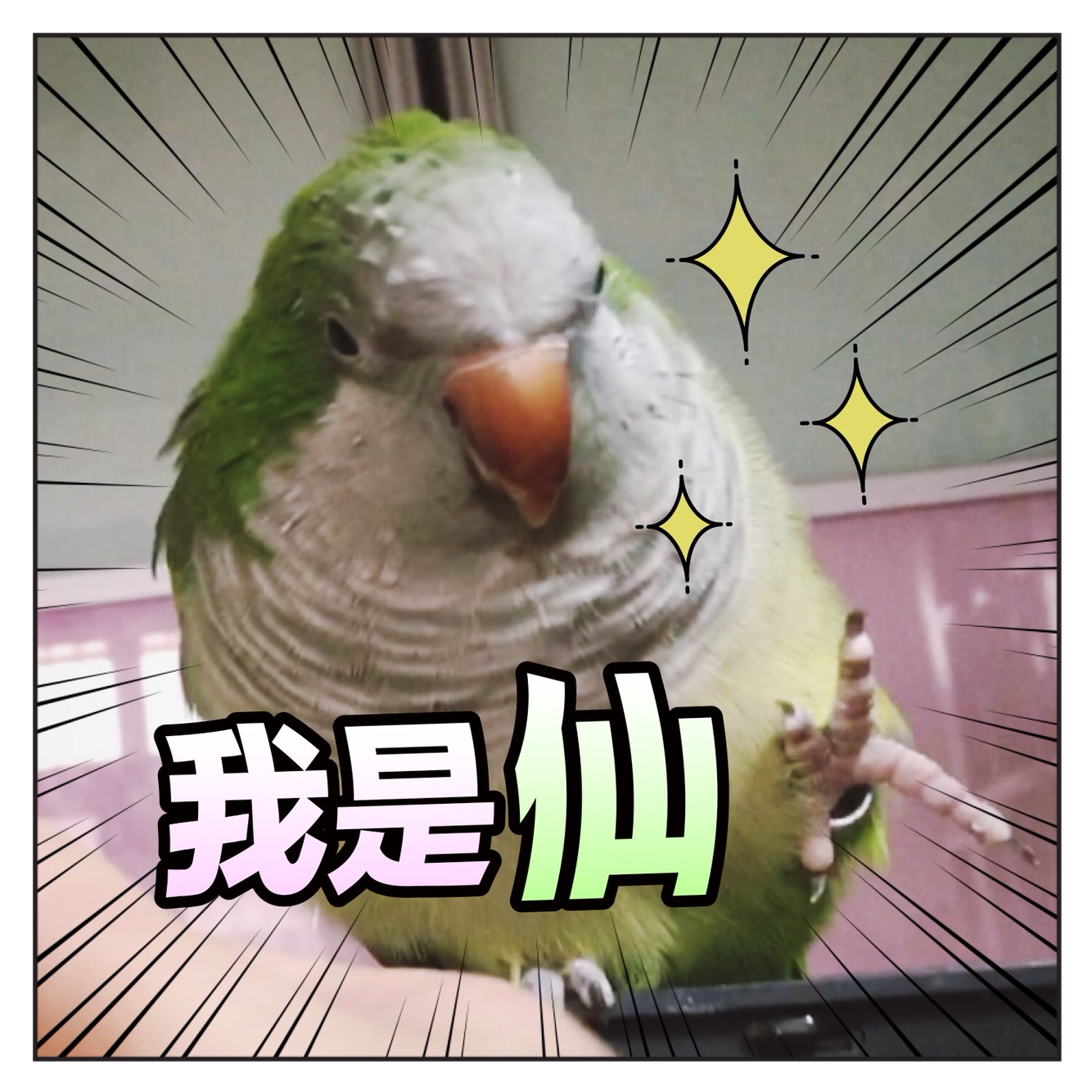 揪是这只鸟——沙雕鹦鹉表情包3