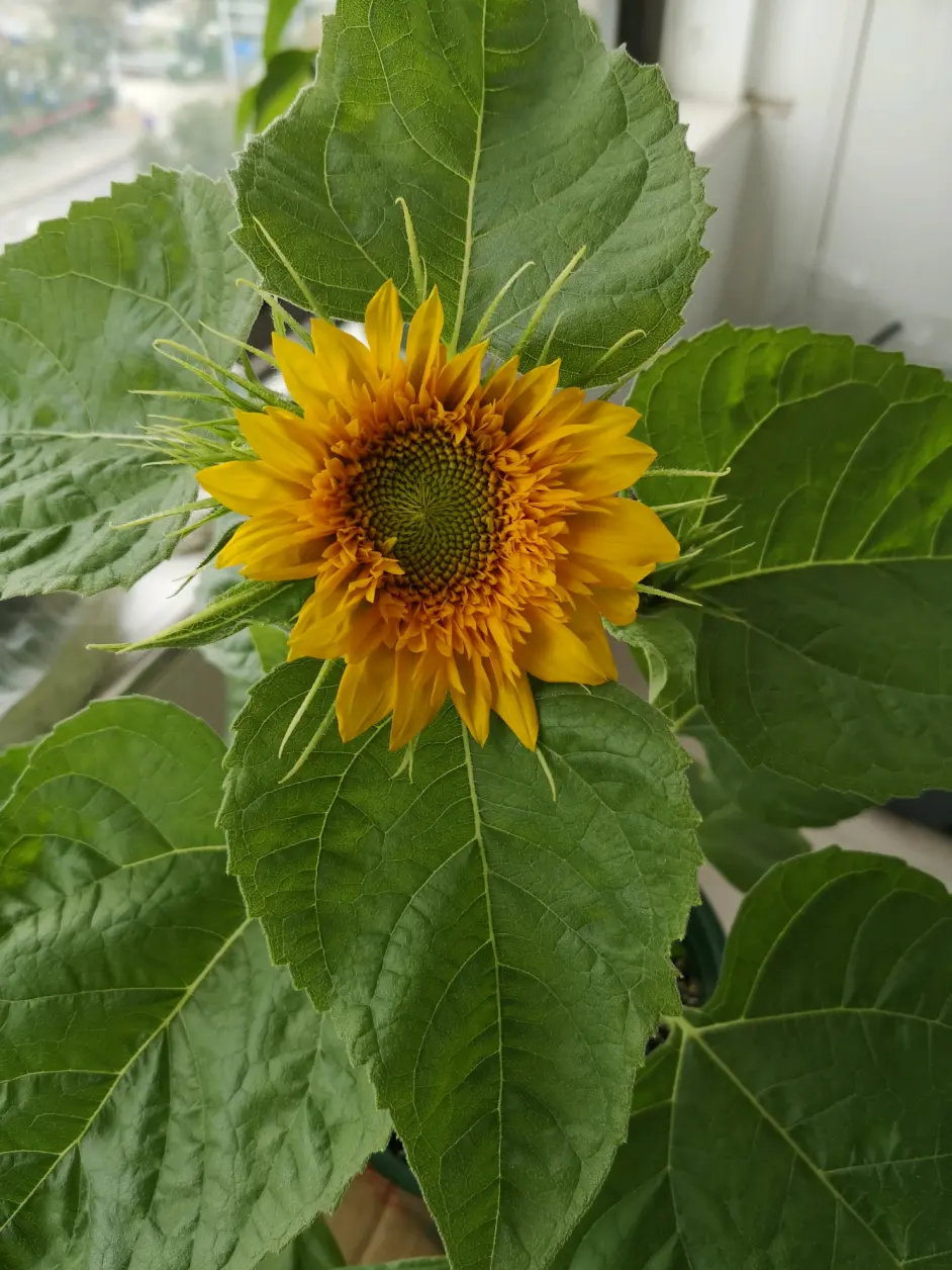 向日葵的一生 品种 玩具熊 从发芽到花开 哔哩哔哩