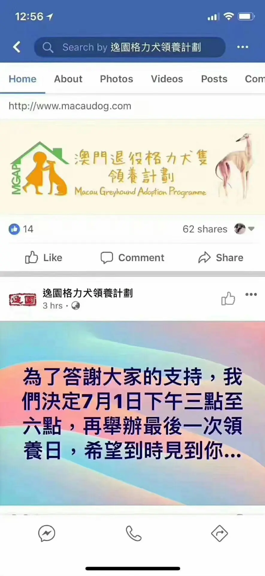不要让这些格力犬死的比流浪狗还惨 哔哩哔哩