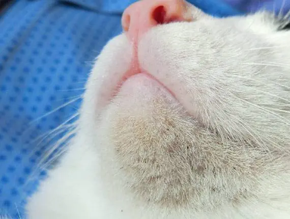 宠物猫黑下巴有点脱毛怎么办？ - 哔哩哔哩