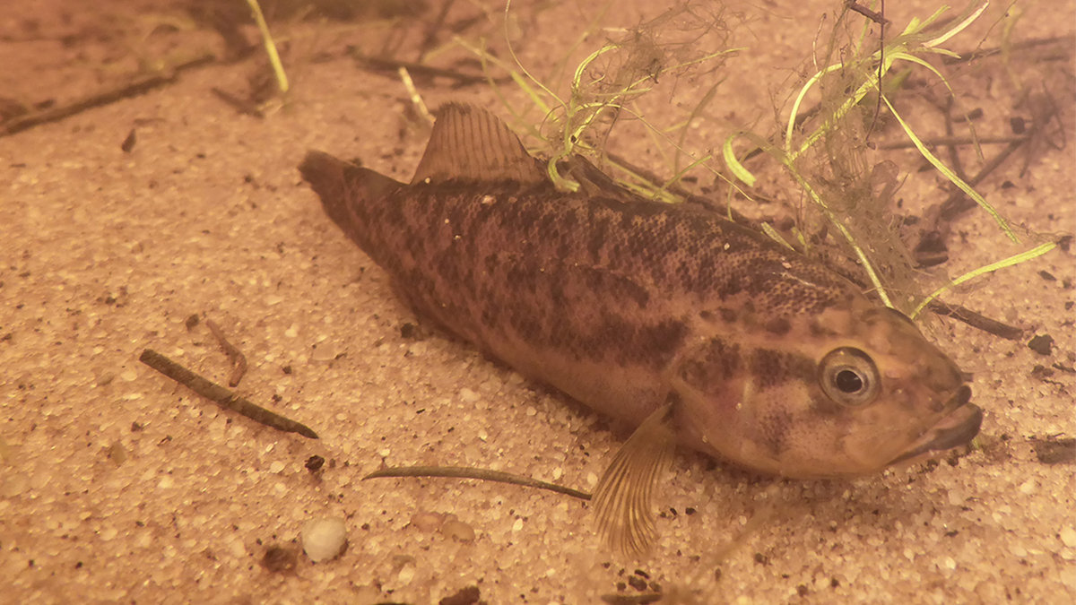 南半球的鲈鱼真鲈科物种总览