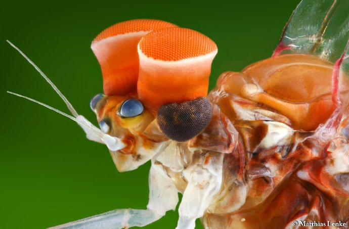 身体的一个附肢,一个复眼都充满了美感(虽然有人不这么认为就是了)