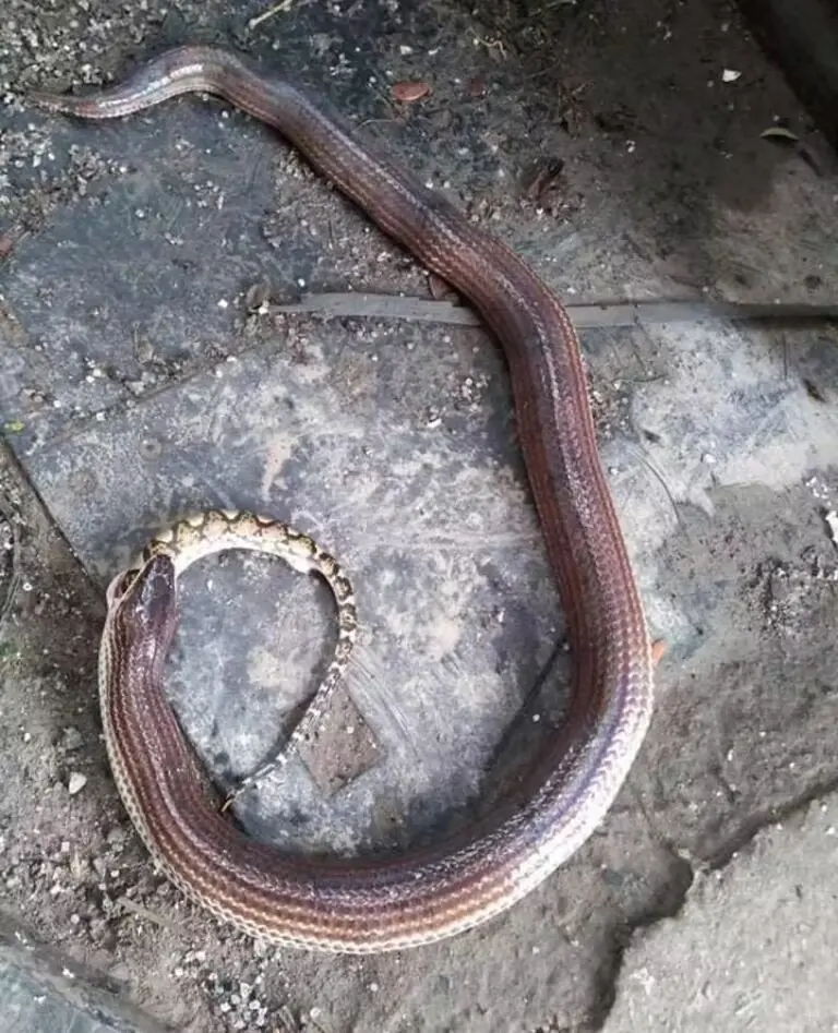 眼镜王蛇杀死同体型网纹蟒