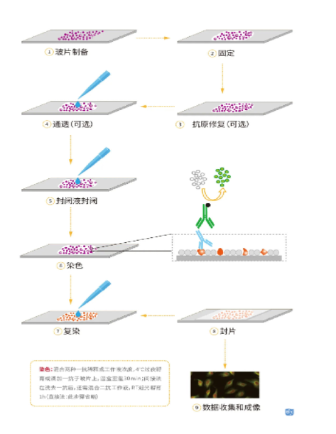 细胞实验外包-细胞免疫荧光实验步骤及原理 - 哔哩哔哩