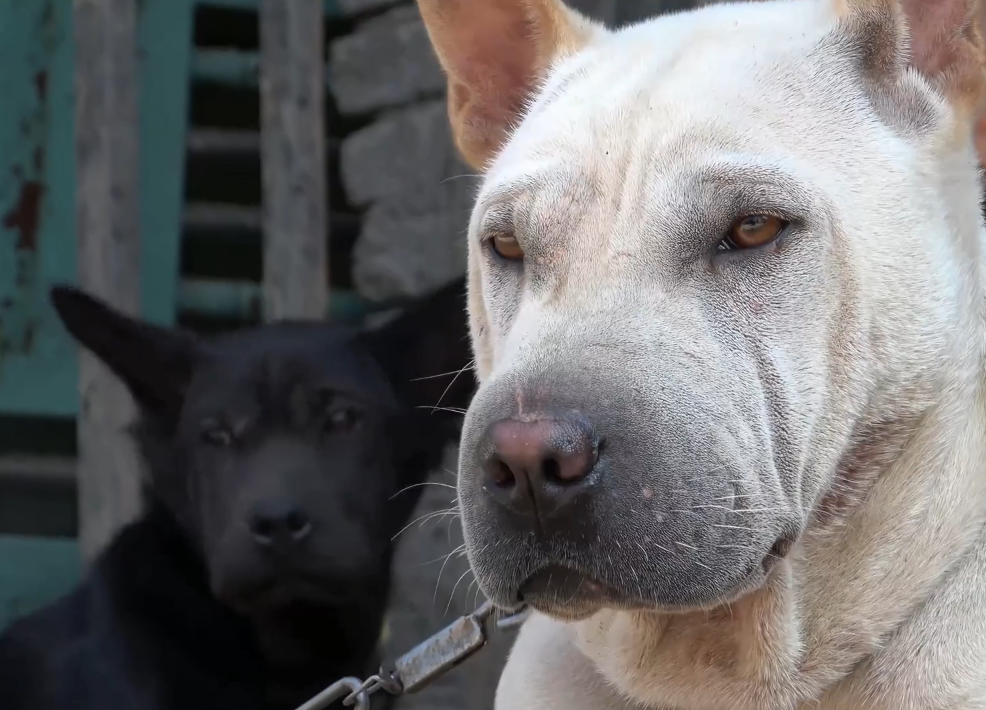 其实华农兄弟每一次都是含泪吃灰竹鼠!你们根