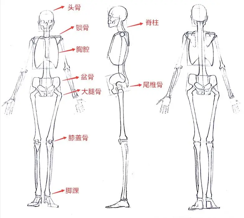绘画入门 简单粗暴地带你认识人体骨骼和肌肉 学术 慎入 哔哩哔哩