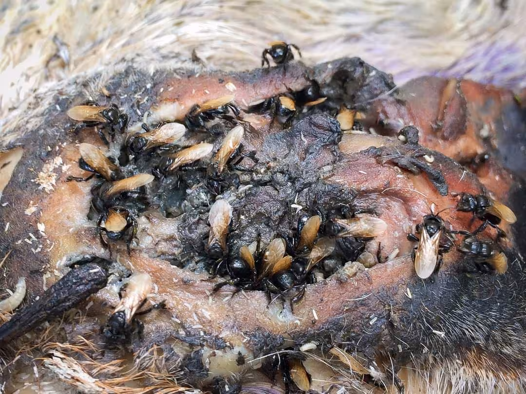 恐怖食肉蜜蜂,会将受害者的血肉做成特制蜂蜜