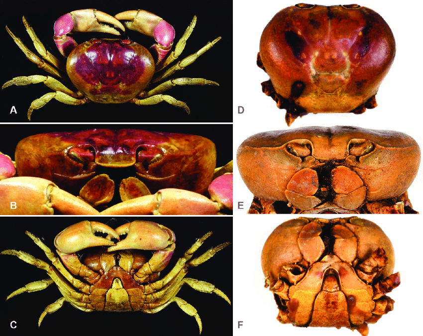 新种发布地蟹科和方蟹高级单元近年新变化