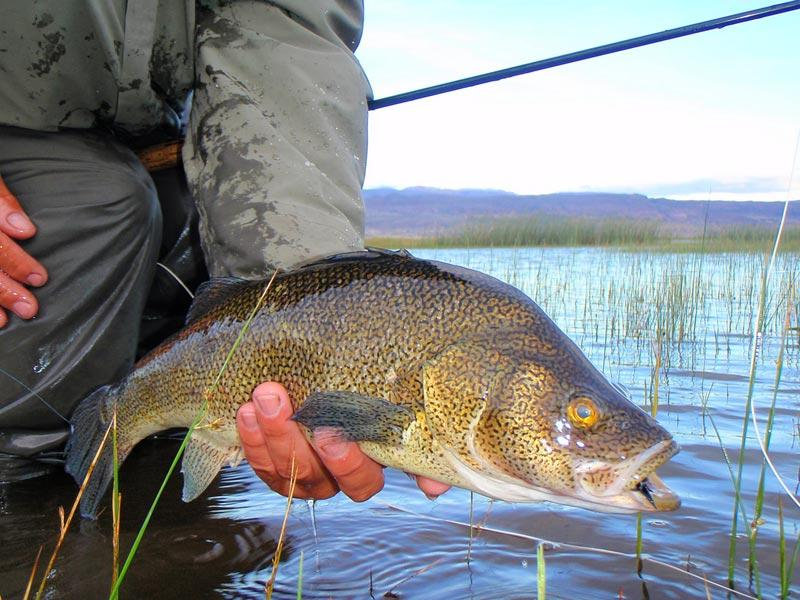 南半球的鲈鱼真鲈科物种总览