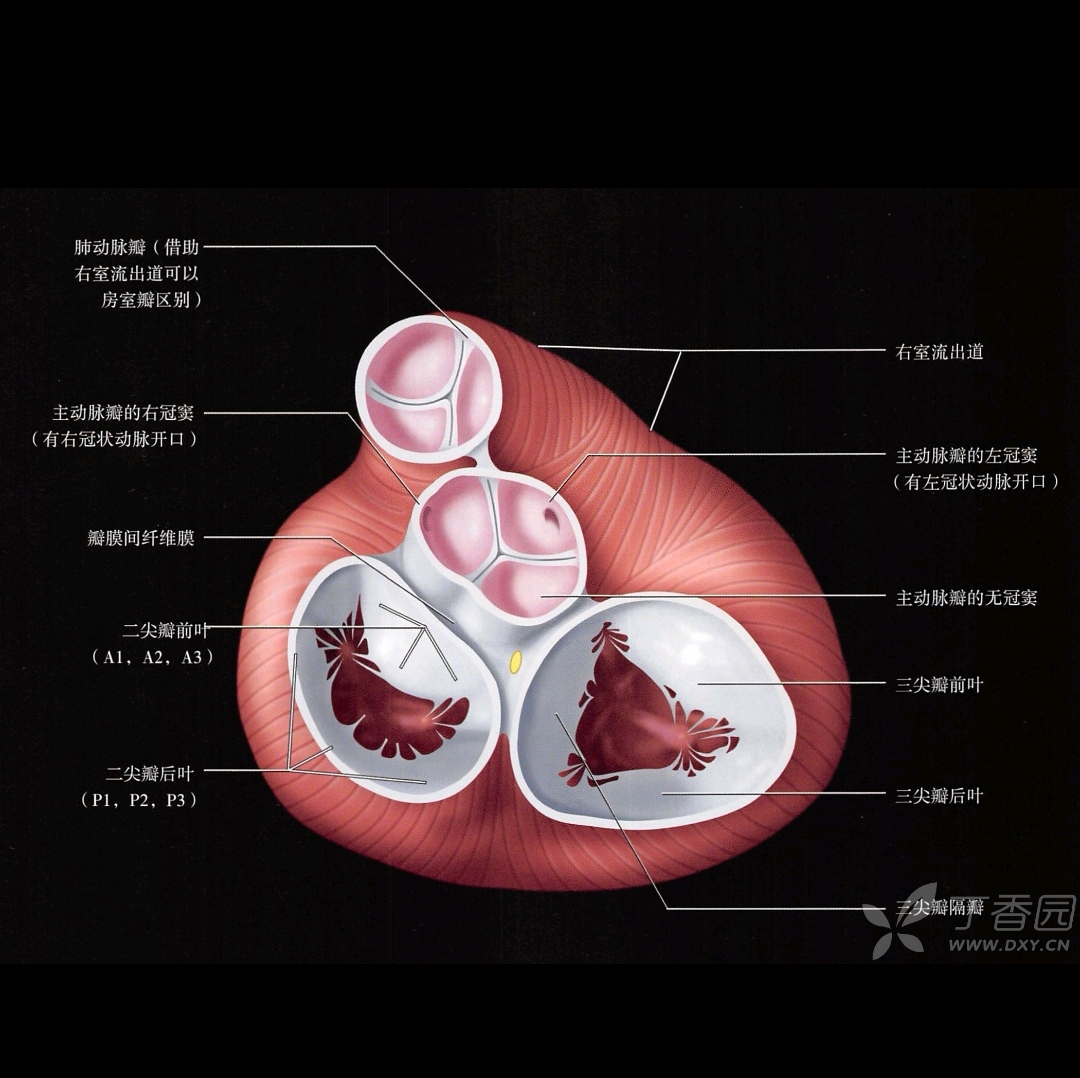 北京医院成功应用美敦力Evolut PRO完成一站式经导管主动脉瓣置换手术及胸椎压缩骨折球囊扩张椎体成形术 -- 严道医声网