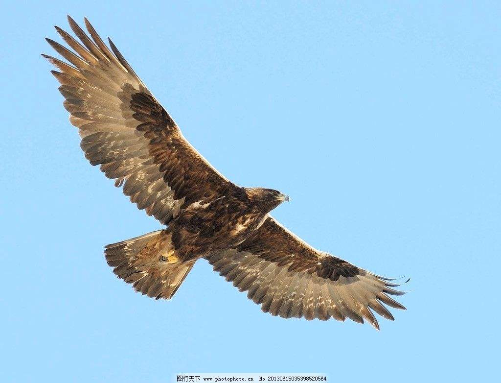 第七章 鹰隼青蛇